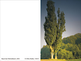 Baum bei Oberbalbach