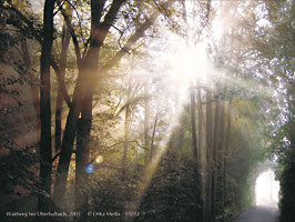 Waldweg bei Oberbalbach